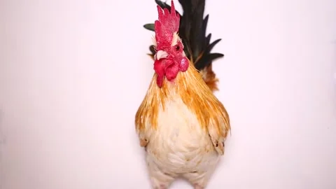 Rooster bantam chicken isolated on white background Stock Footage 220348495