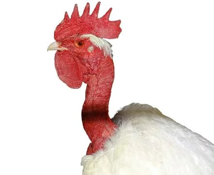 Rooster with a bare neck Стоковые фото