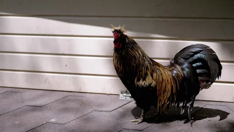 Rooster by the Barn Stock Footage 293179999