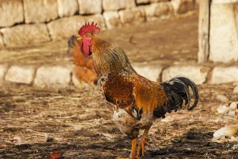 Rooster in barn yard 스톡 사진