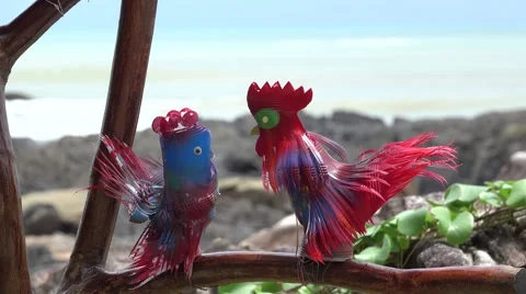 Rooster Beach  Video stock 64057644