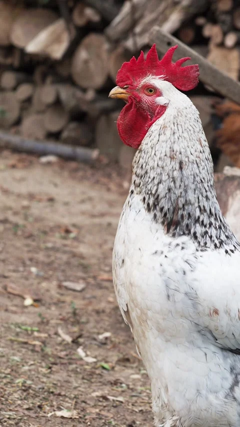 Rooster with beautiful red cockscomb in a homestead, vertical Stock Footage 283715744