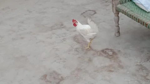Rooster Beginning Its Morning Routine in a Rural Farmyard Stock Footage 346339017