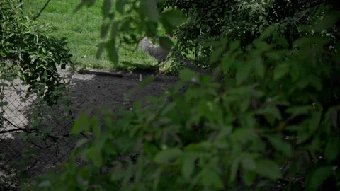 Rooster behind branches with green leaves Stock Footage 242589112