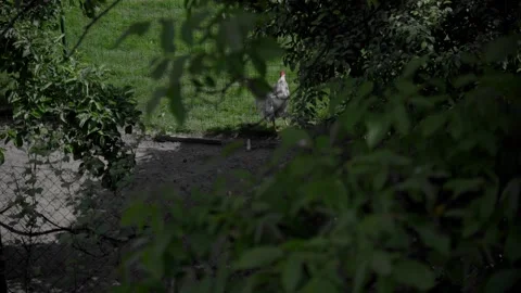 Rooster behind branches with green leaves Stock Footage 242589119