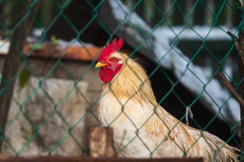 Rooster behind chain link wire in chicken coop Stock Photos