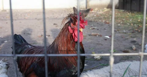 The rooster is behind the fence in the barnyard. Stock Footage 162494061