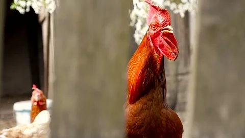 Rooster behind a fence Stock Footage 80280378