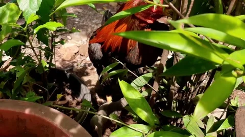 A rooster from behind a plants Stock Footage 285915123