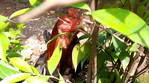 A rooster from behind a plants Stock Footage 285915156