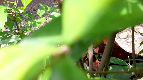 A rooster from behind a plants Stock Footage 285915159