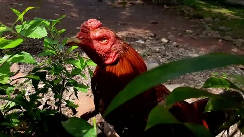 A rooster from behind a plants Stock Footage 285915368