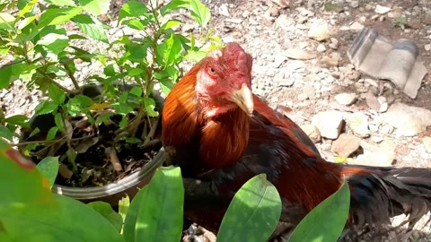 A rooster from behind a plants Stock Footage 285915458