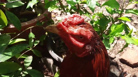 A rooster from behind a plants Stock Footage 285915472