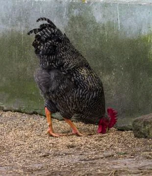 Rooster bending down to pick up grain from the ground Stock Photos