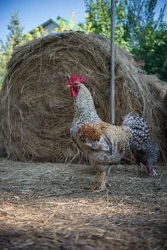 Rooster bielefelder. Stock Photos