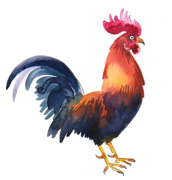 Rooster bird Illustrazione stock