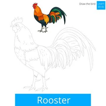 Rooster bird learn to draw vector Stock Illustration