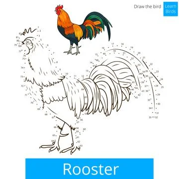Rooster bird learn to draw vector Stock Illustration