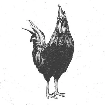 Rooster black and white Stock Illustration