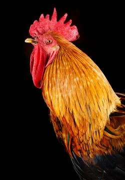 Rooster on black background. Macro Stock Photos