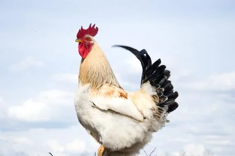 Rooster on blue background Stock Photos