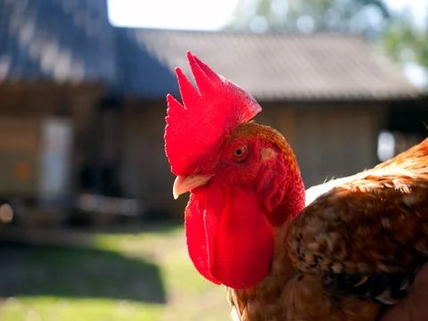 Rooster of breed bare neck close up Stock Photos