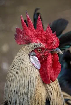 Rooster with bright red cockscomb looking to camera Stock Photos