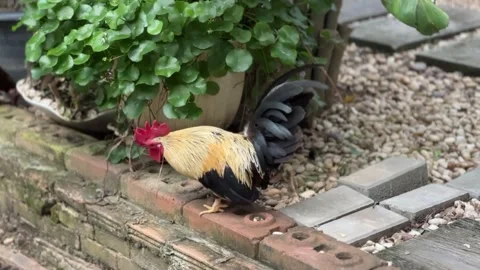 Rooster with bright red comb and black tail standing on a brick path Stock Footage 314707874