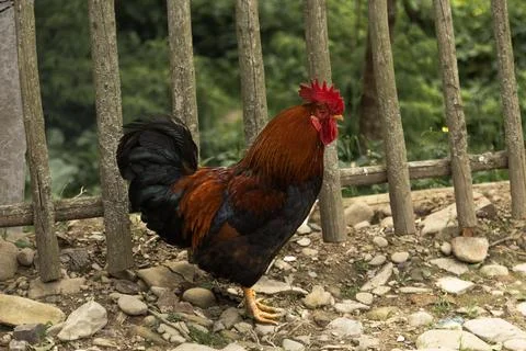 Rooster with Bright Red Comb Standing by Wooden Picket Fence Stock Photos