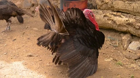 Rooster bulge Stock Footage 145834713