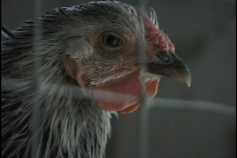 Rooster in Cage Stock Footage 298277