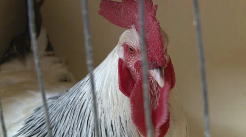 Rooster in a cage Stock Footage 39858503