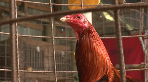 Rooster in cage Stock Footage 44837185
