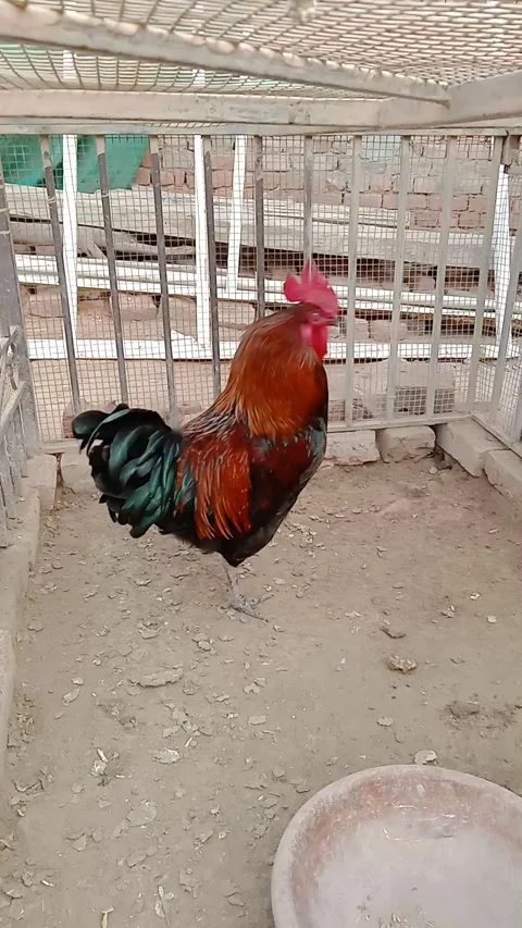Rooster Cage Stock Footage 323804442