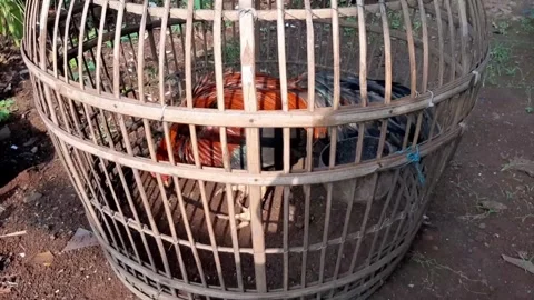 Rooster in a cage in the morning Stock Footage 284442274