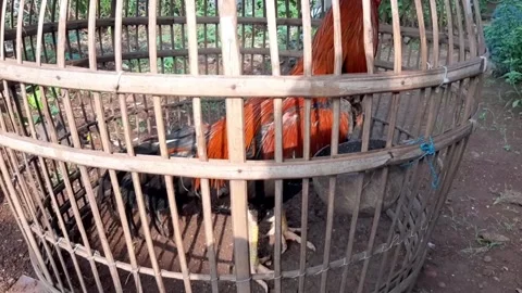 Rooster in a cage in the morning Stock Footage 284442283