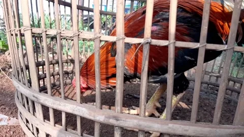 Rooster in a cage in the morning Stock Footage 284442287