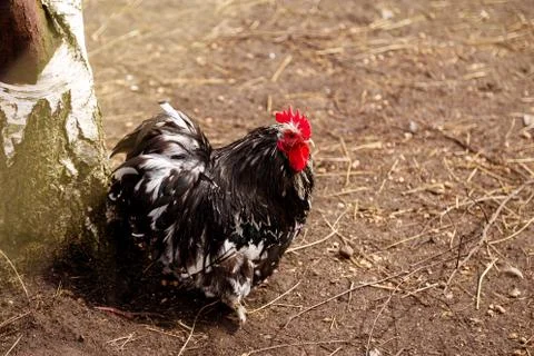 Rooster in the cage Stock Photos