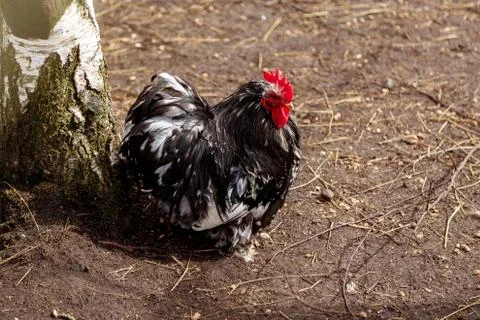 Rooster in the cage Stock Photos