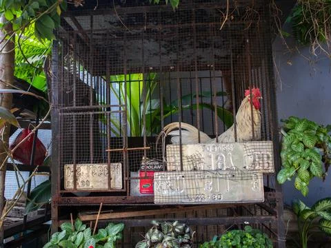 Rooster in a cage Stock Photos
