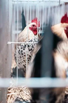 Rooster in a Cage Stock Photos