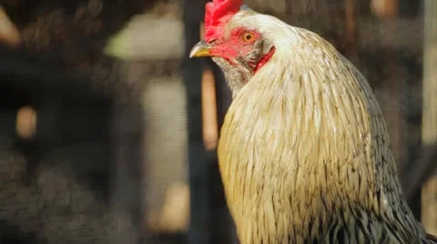 Rooster in Cage Rack Focus Stock Footage 21428203