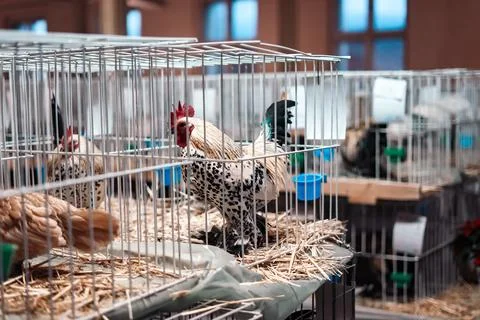 Rooster in a Cage at Show Stock-Fotos