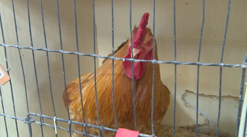 Rooster in cage wide Stock Footage 39857675