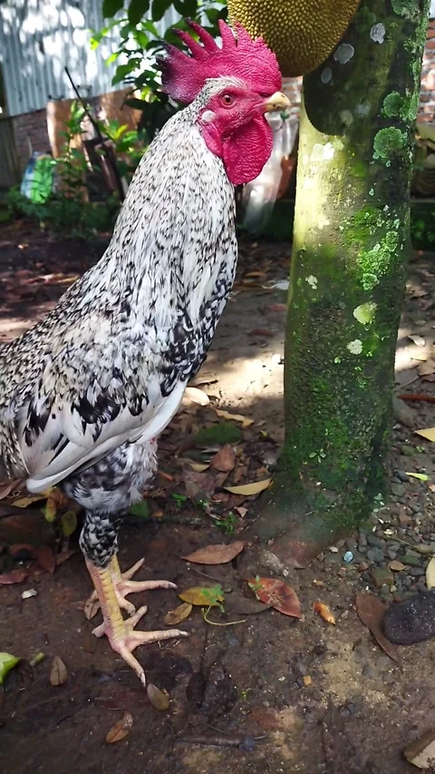 A Rooster Caught Will Took One Bite A Jackfruit Stock Footage 235506605