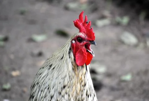 Rooster cawing 写真素材