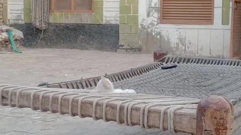 Rooster on a Charpai With a Curious Kitten Below Stock Footage 346267255