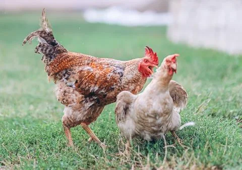 Rooster chasing a chicken for mating process Stock Photos