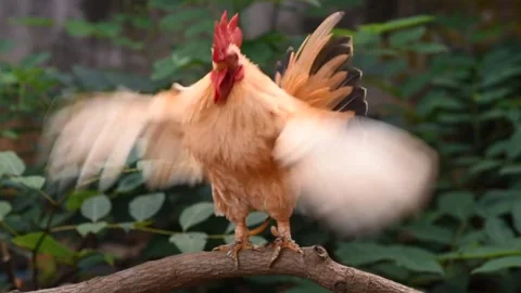 From Rooster to Chick: Understanding the Life Cycle of Chickens Stock Footage 278172599